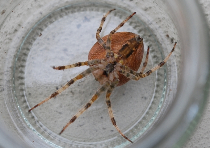 Araneus diadematus